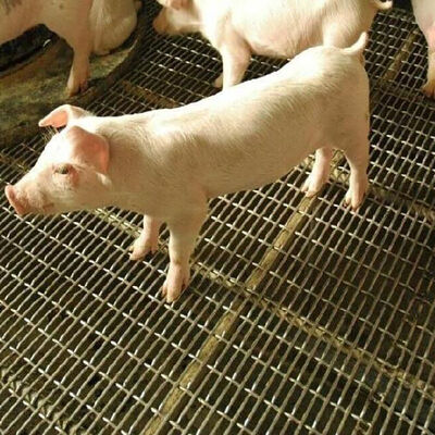 良い価格 スロットグリズリーワイヤー角穴スクリーン波形黒鉄カーボンシートステンレス鋼織物圧着ワイヤーメッシュ豚壁用 オンライン